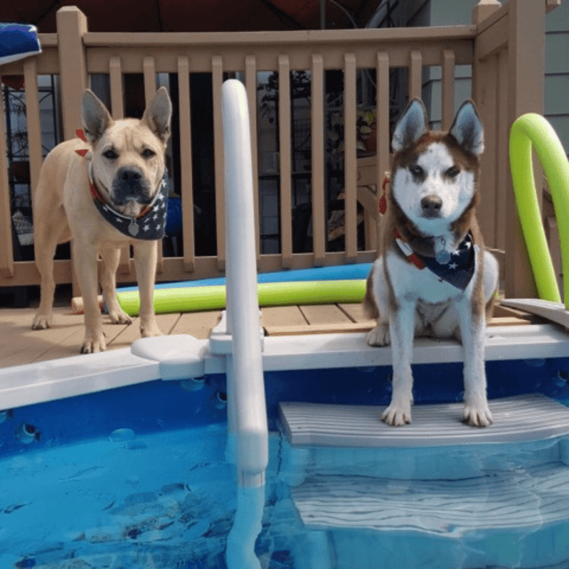 Confer CCX - AG Curve InPool 4 Step Entry for Above Ground Pools – Vita Pool Supply